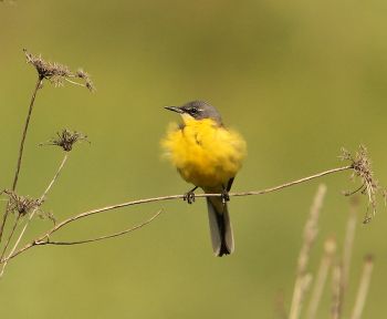 Yellow Wagtail / ***