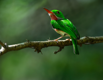 Broad-billed Tody / Broad-billed Tody