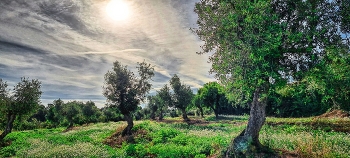 Els Omells de Na Gaià - camp d'oliveres - L'Urgell / Els Omells de Na Gaià - camp d'oliveres - L'Urgell