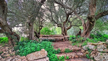 Ferreries - Torretrencada poblat talaiòtic (detall) - Menorca (Balears) / Ferreries - Torretrencada poblat talaiòtic (detall) - Menorca (Balears)