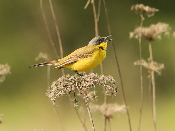 Yellow Wagtail / ***