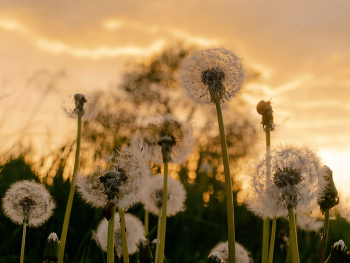 Sunflowers / ***