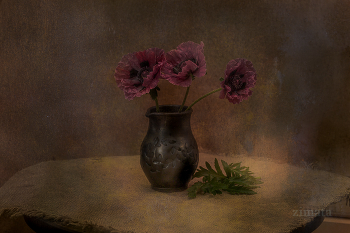 Poppies / ***