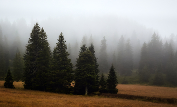 Overcast morning / ***