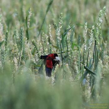 View / nikon z6ii+ftz ii = nikkor 200-500