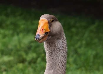 Good goose / ***