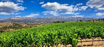 Poboleda - vinyes i serra Montsant al fons - Priorat / Poboleda - vinyes i serra Montsant al fons - Priorat