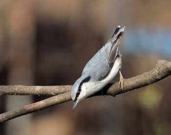 Nuthatch / ***