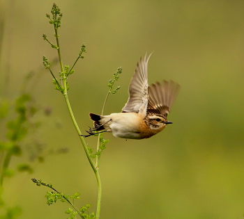 Whinchat / ***