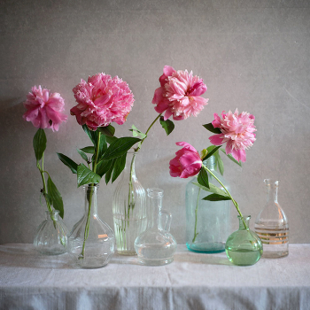 with peonies ... / ***