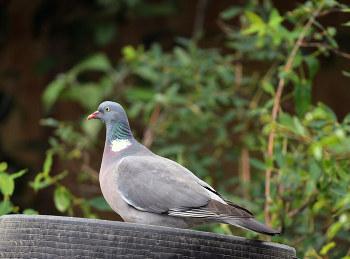 Ringdove / ***