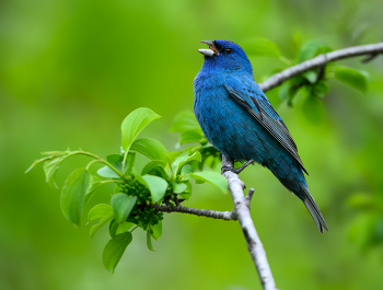 Indigo Bunting (m) / Indigo Bunting (m)
