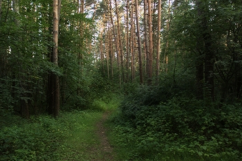 June landscape / ***