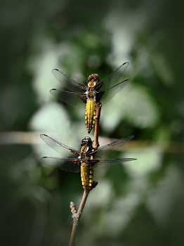 Dragonfly flat / ***