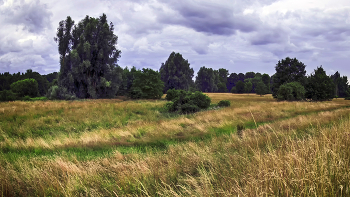 Meadow / ***