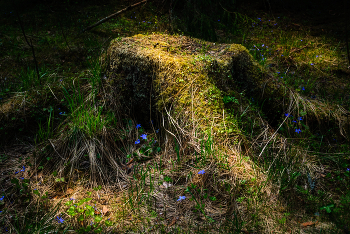 Old stump / ***