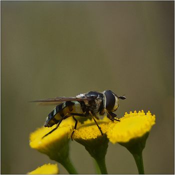 Hoverfly. / ***