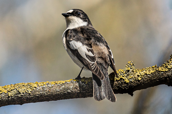 pied flycatcher / ***