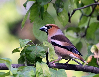 Grosbeak / ***