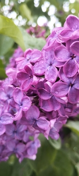 Aroma / ***