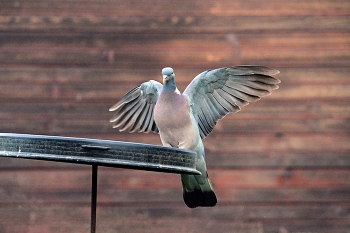 Ringdove / ***
