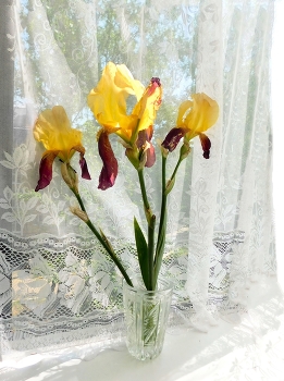 Irises / ***