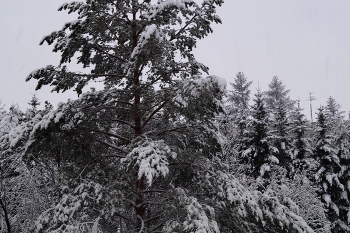 Winter landscape / ***