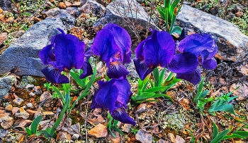 Capçanes - Iris germànica - Priorat / Capçanes - Iris germànica - Priorat