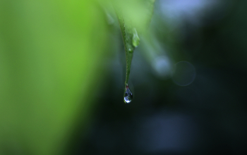 Rain / ***