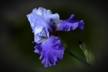 Iris / ***