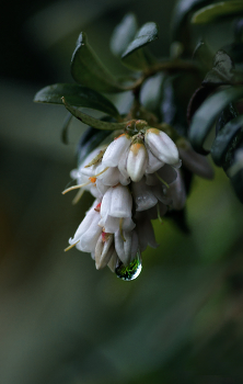 Flowering cranberries ... / ***