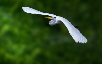 Great egret / Great egret