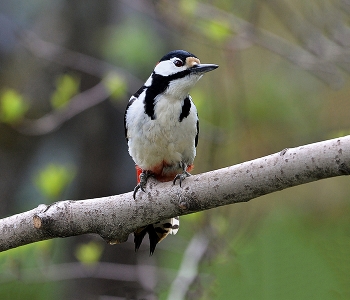 Woodpecker / ***