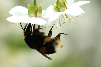 Bumblebee / ***