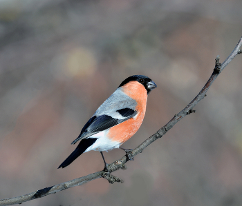Bullfinch / ***