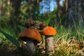 A meeting / ***