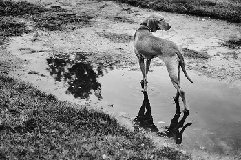 Auf der Jagd / ***
