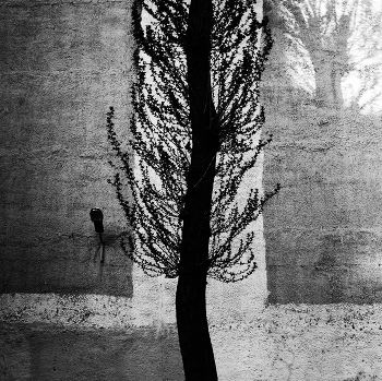 Asymmetry / ***