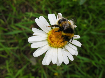 Bumblebee / ***