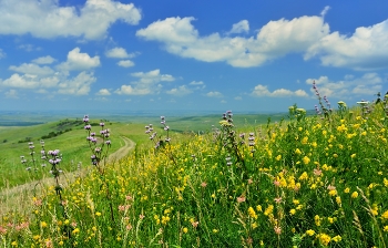 Steppe / ***