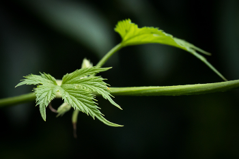 Hop / ***