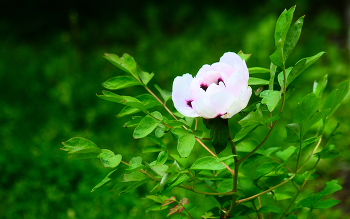 Magnolienbaum / ***