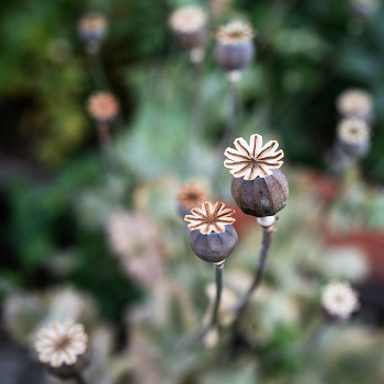 Poppies / ***