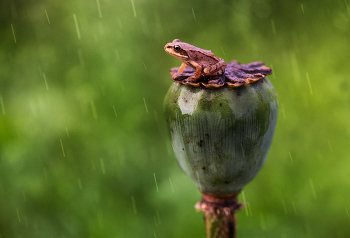And the rain comes ... / -------