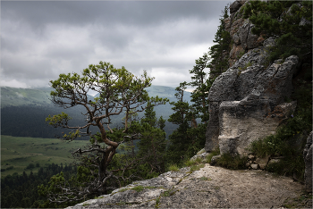 Pine / ***