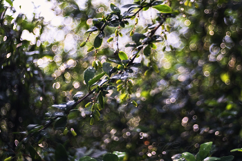 Barberry / ***