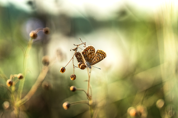 About a butterfly / ***