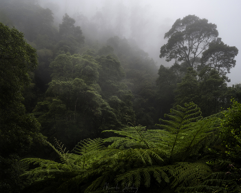 Enchanted Forest / ***