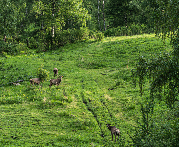 Altai-Gebirge / ***