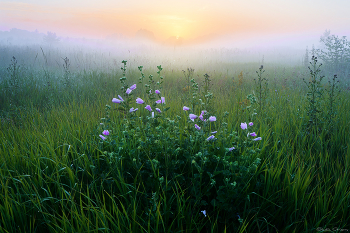 Morning dew / ***